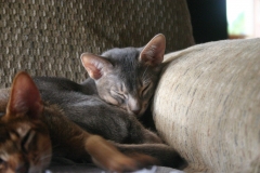 2011-08-10_at_10-39-13