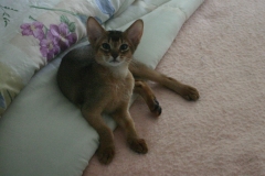 aby_kitten15