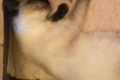 IMG_0970 - Version 2