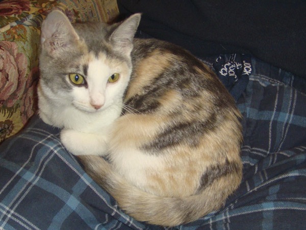 Jasmine kitten- October, 2010