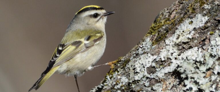 Read more about the article A little bird…