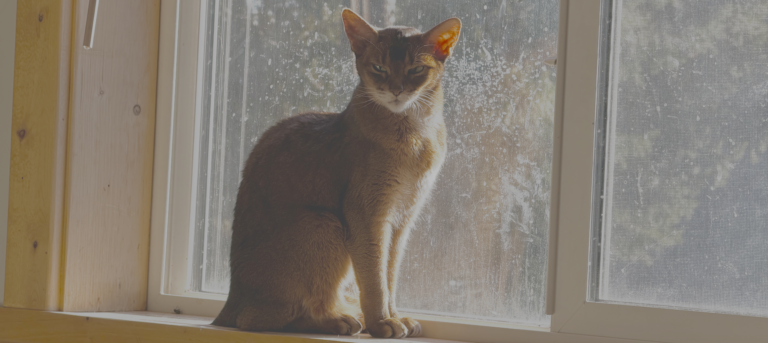 Read more about the article Kitty space clean up