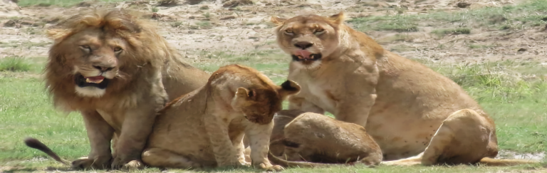 Read more about the article Lions lose in conflict between nomads and government