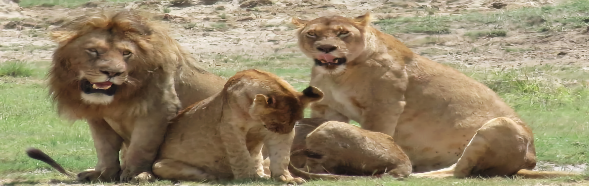 Read more about the article Lions lose in conflict between nomads and government